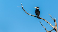 Grand cormoran