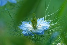 Nigelle de Damas