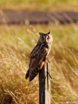 Hibou moyen duc