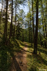 Le sentier en sous-bois