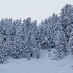 La forêt enneigée