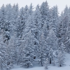 La forêt enneigée
