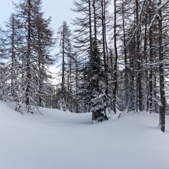 Dans la forêt
