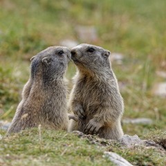 Marmottes