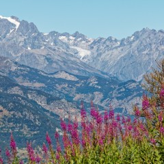 Vue sur les Ecrins depuis la station de Risoul 1850