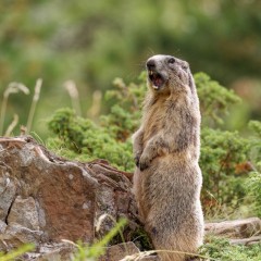 Marmotte