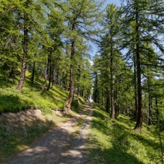En allant au lac...