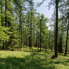 En forêt