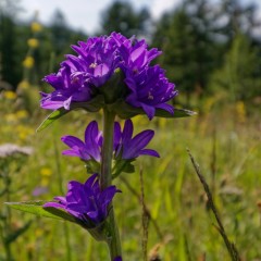 Campanule aglomérée