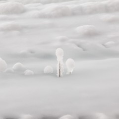 Glace