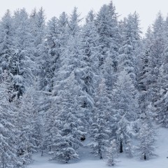 Forêt enneigée