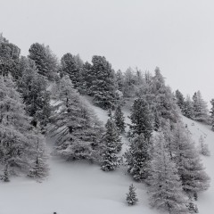 Forêt enneigée