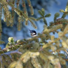 Mésange noire
