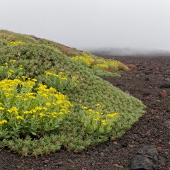Etna