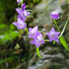 Campanules à feuilles d'ortie