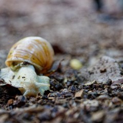Escargot