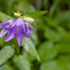 Campanules à feuilles d'ortie
