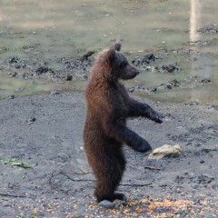 Observation des ours bruns