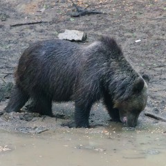 Observation des ours bruns