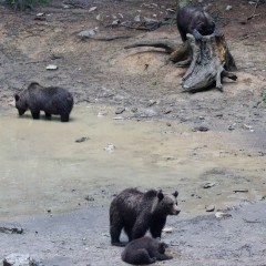 Observation des ours bruns