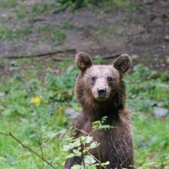 Observation des ours bruns