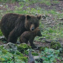 Observation des ours bruns
